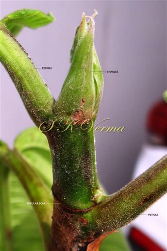  Stipules